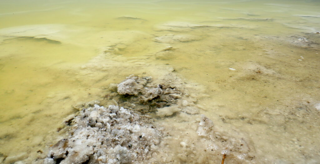 Photo of a yellow-green evaporation pond at South Bay Salt Works in southern California is tinted yellow-green because of the high concentration of MgCl2, with white NaCl crystal structures visible beneath the surface and protruding above the water.